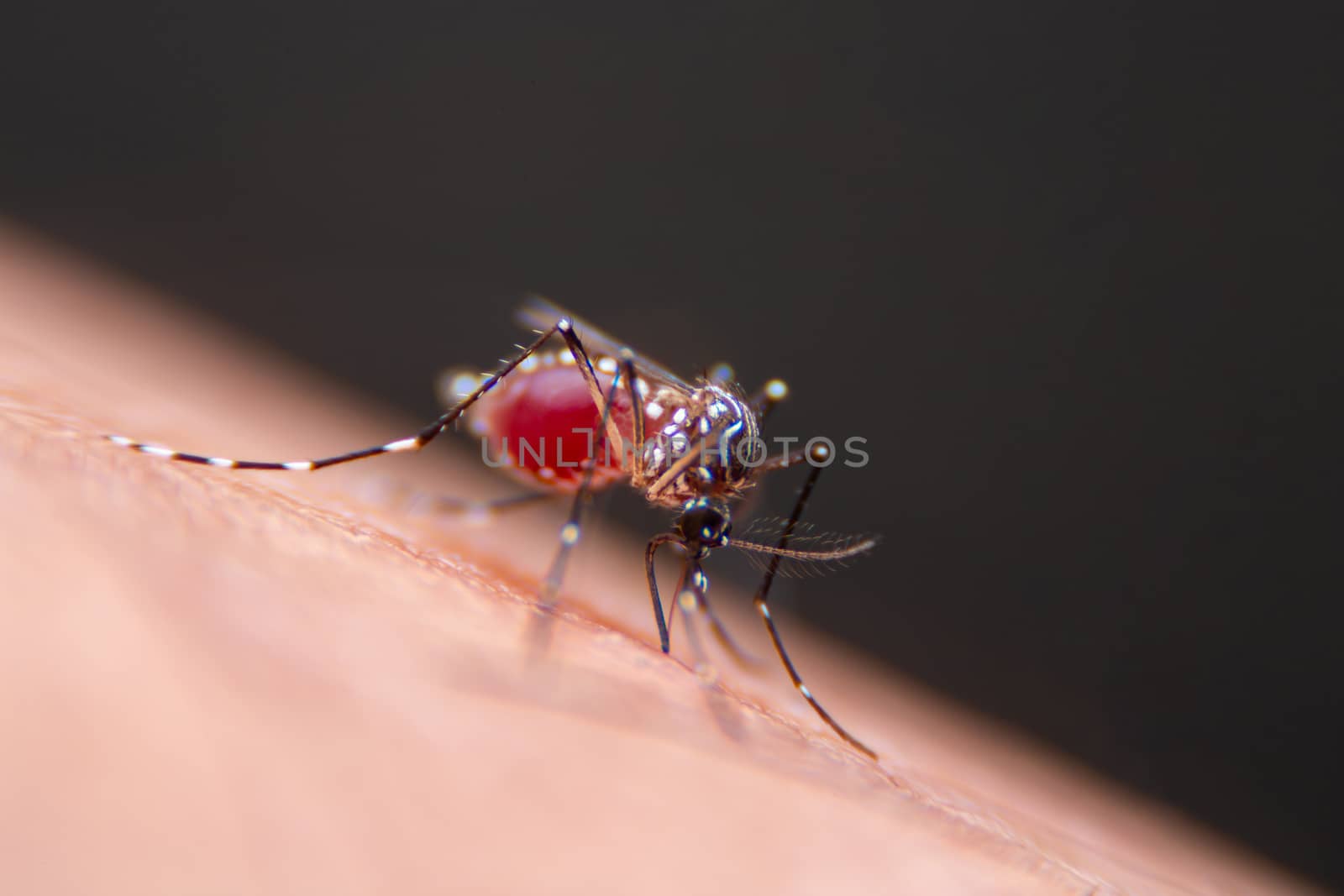 Close-up of Striped mosquitoes are eating blood on human skin by PlottyPhoto