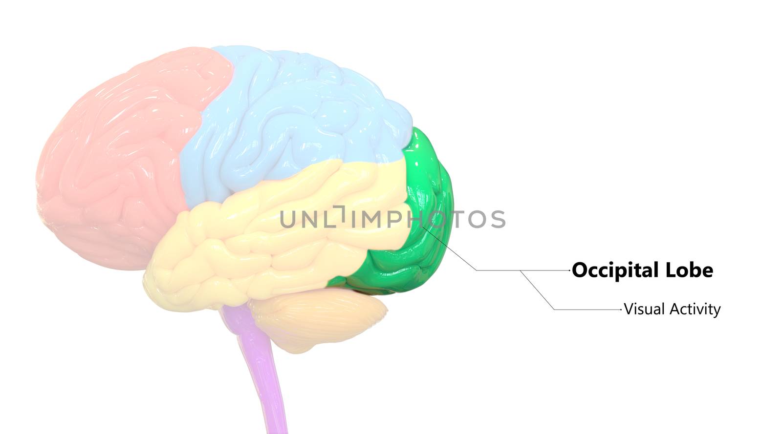 3D Illustration Concept of Central Organ of Human Nervous System Brain Lobes Occipital Lobe Described with Labels Anatomy