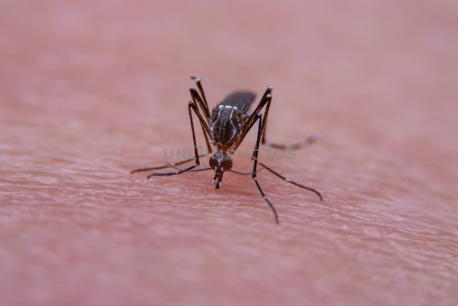 Close-up of Striped mosquitoes are eating blood on human skin by PlottyPhoto