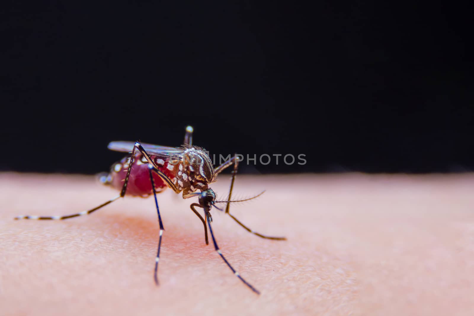 Close-up of Striped mosquitoes are eating blood on human skin by PlottyPhoto