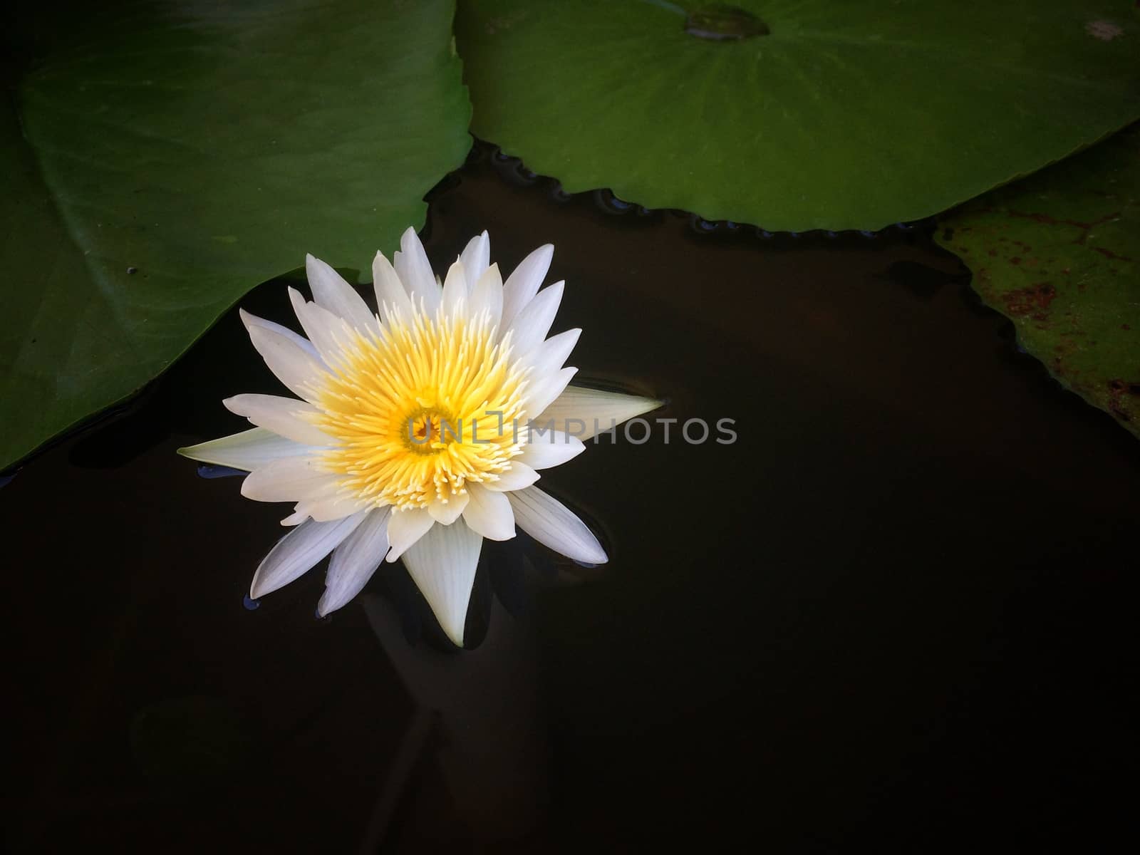 White Lotus on Beautiful natural