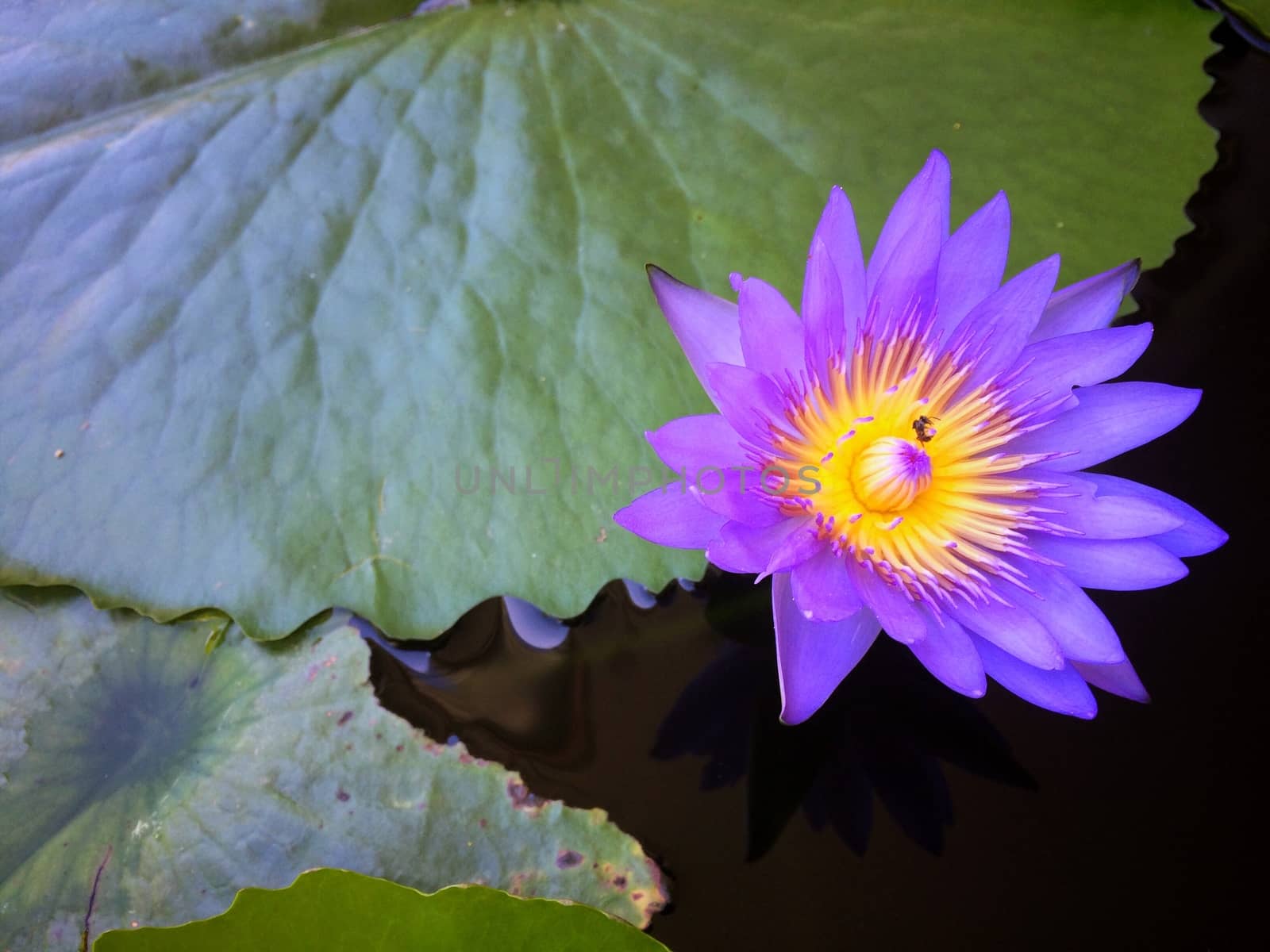 Lotus Purple flower beautiful in the peaceful pond by thattep