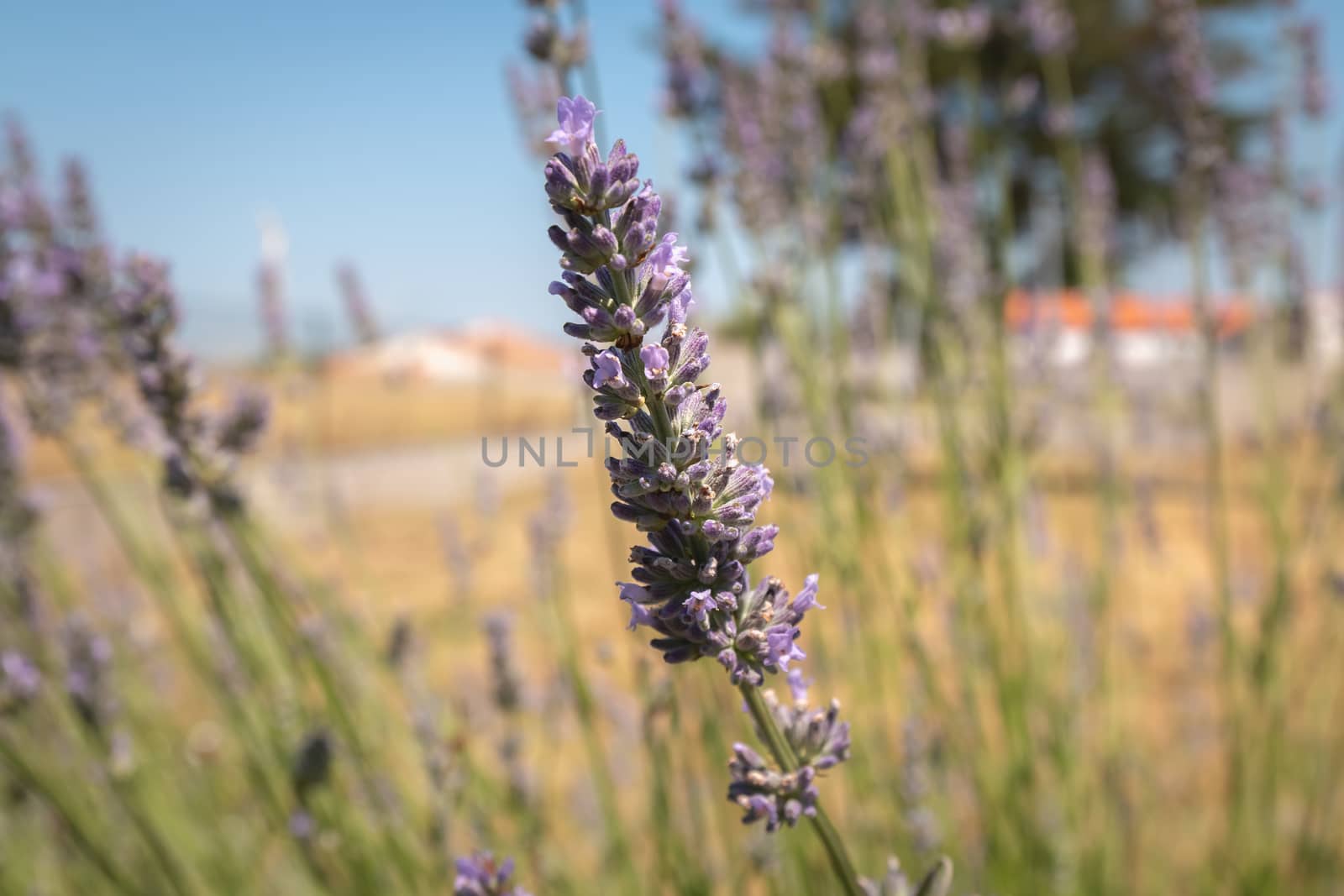 lavender in bloom in a garden under the sun by AtlanticEUROSTOXX