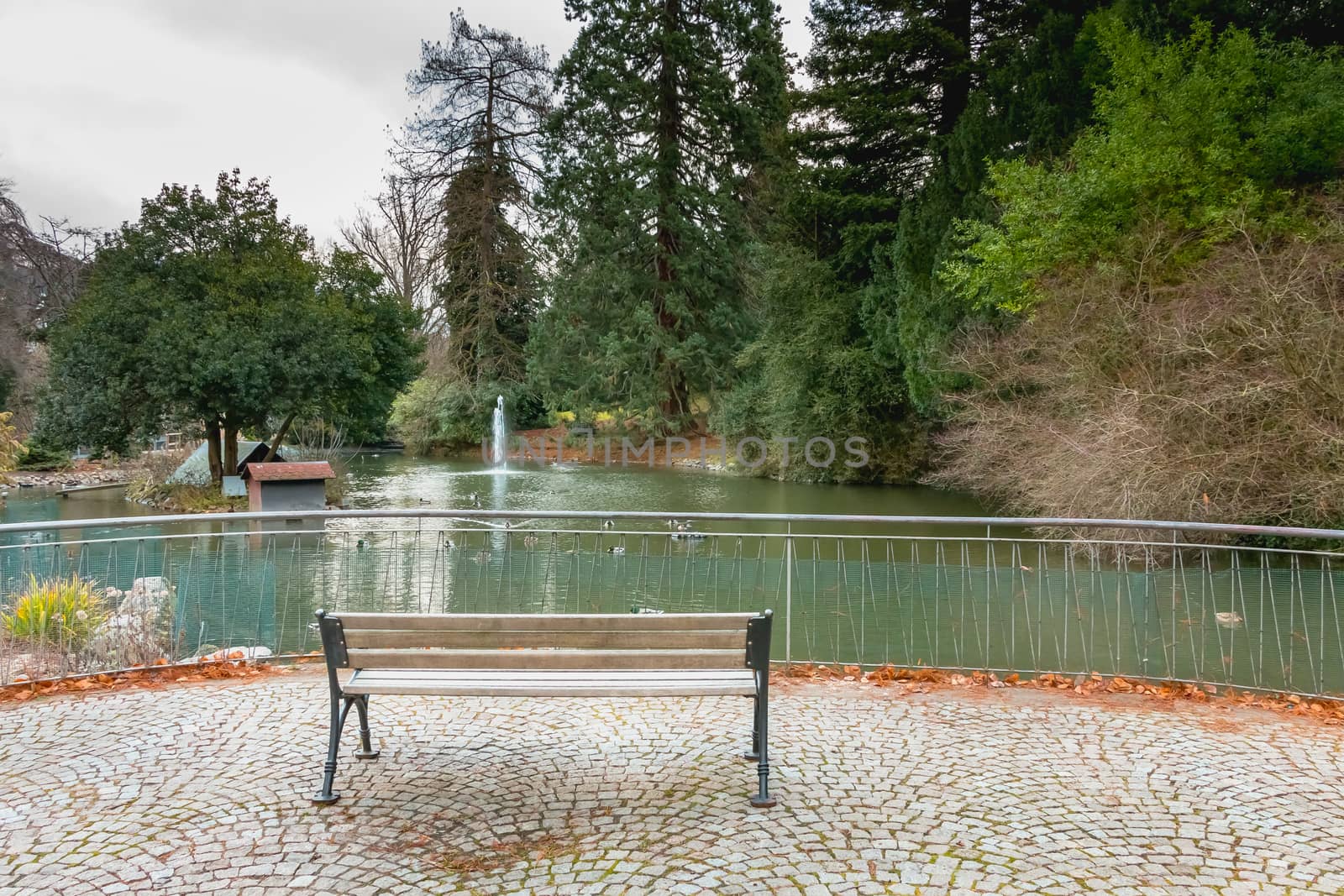 peaceful atmosphere around a small pond with ducks and a public bench
