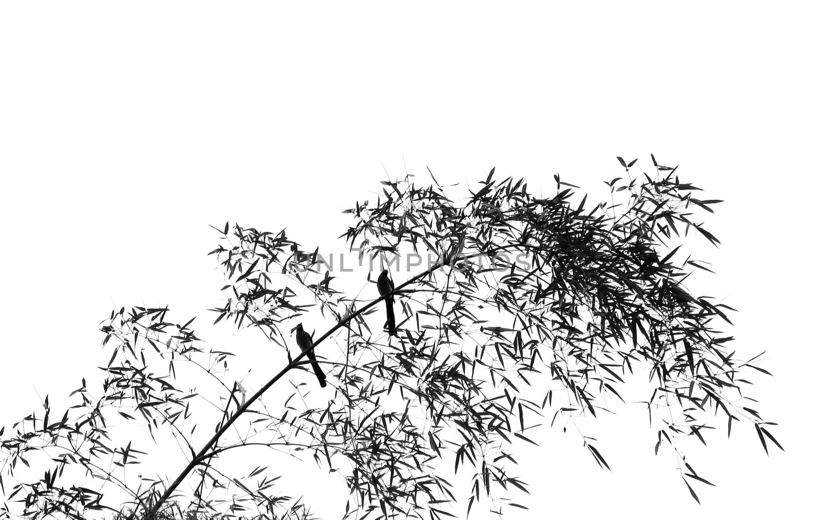 Bamboo Tree with Two Birds by shiyali