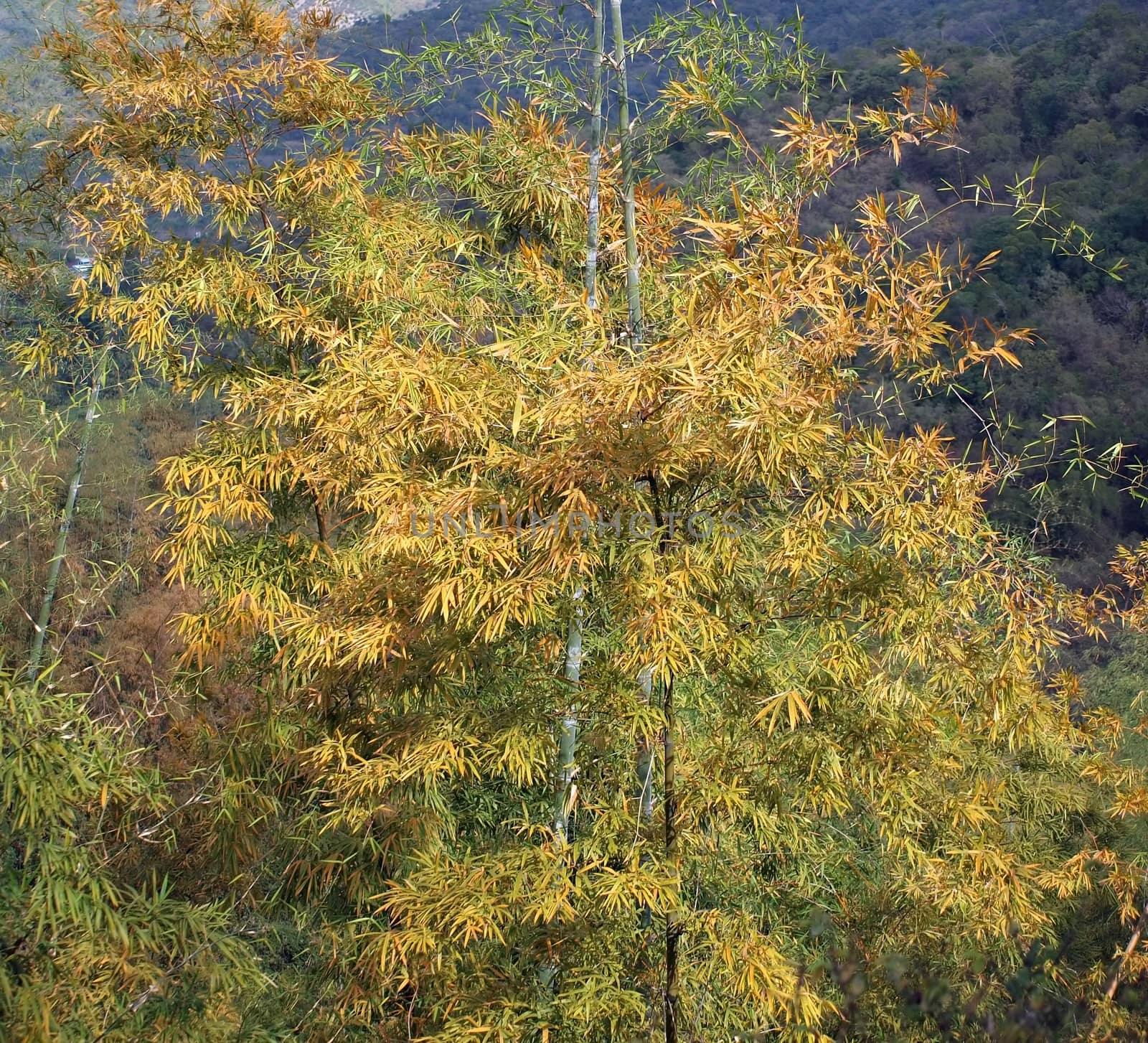 A bamboo grove with its leaves in bright autumn colors
