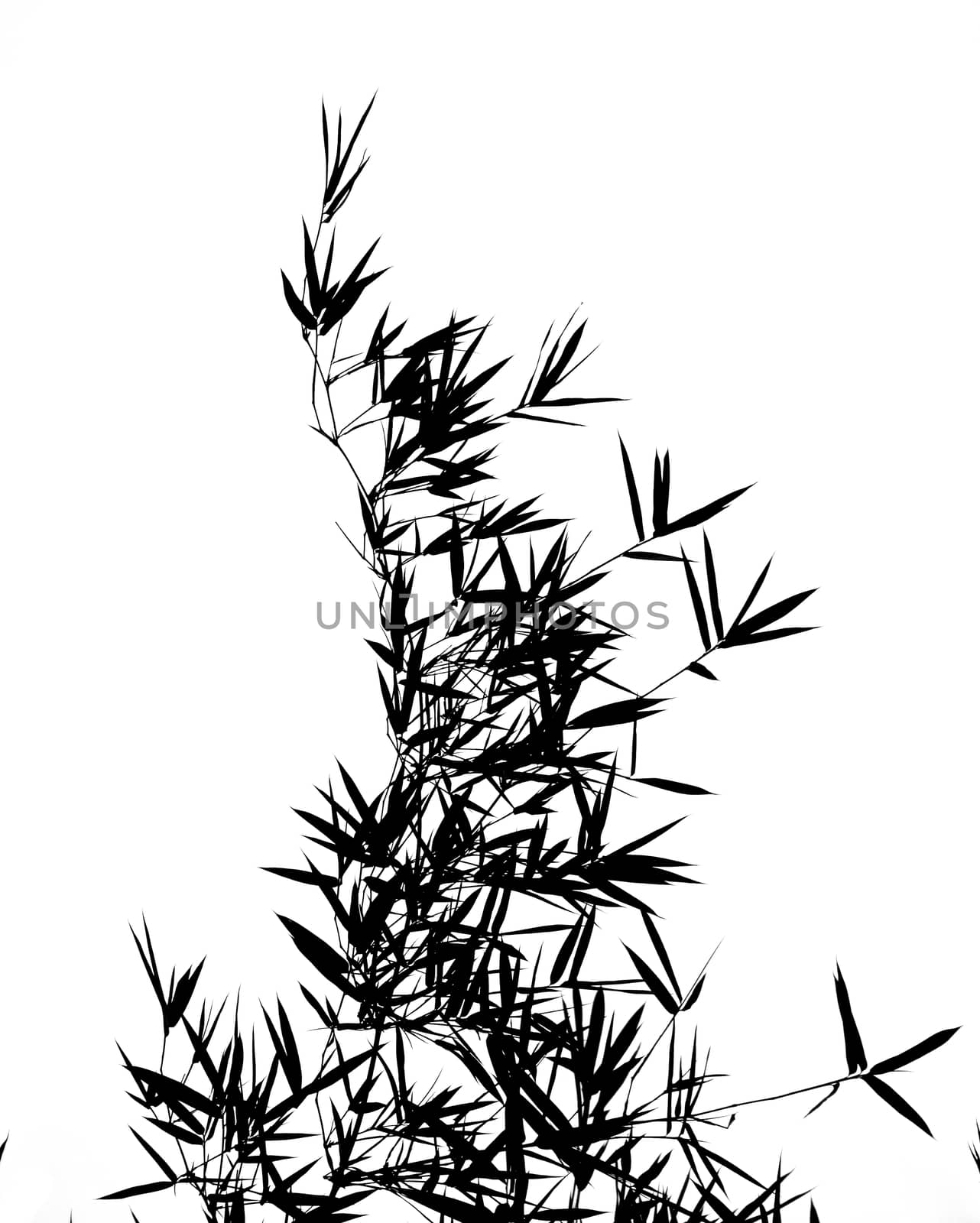 The leaves and branches of a bamboo tree seen as a silhouette
