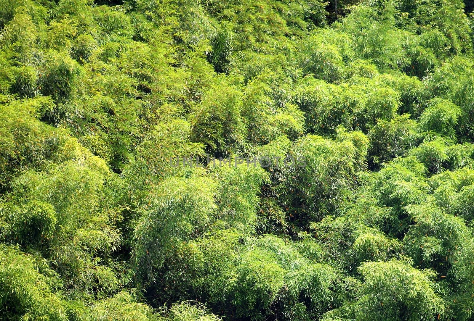 Green bamboo trees are swaying gently in the breeze
