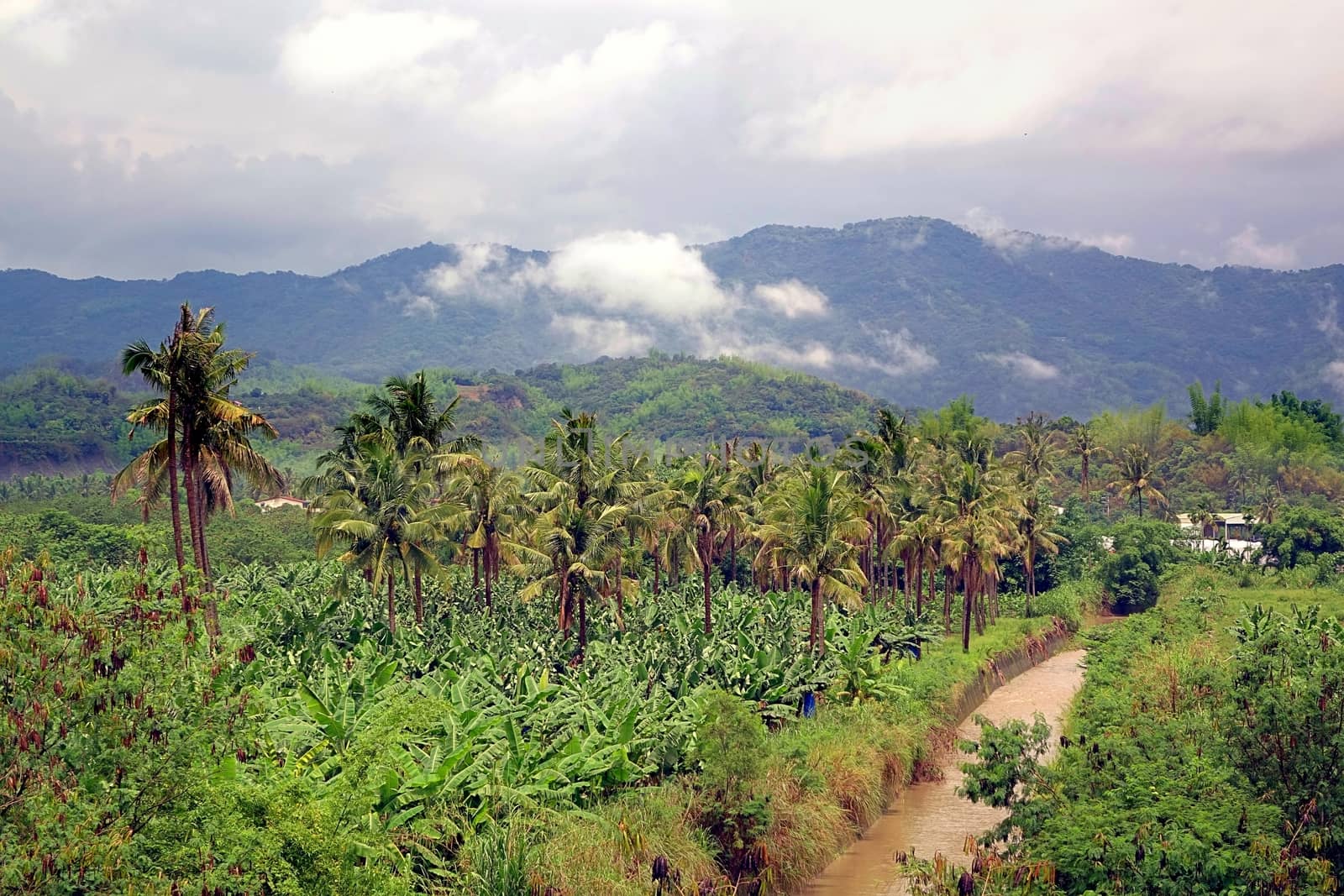 Banana and Palm Trees in Southern Taiwan by shiyali