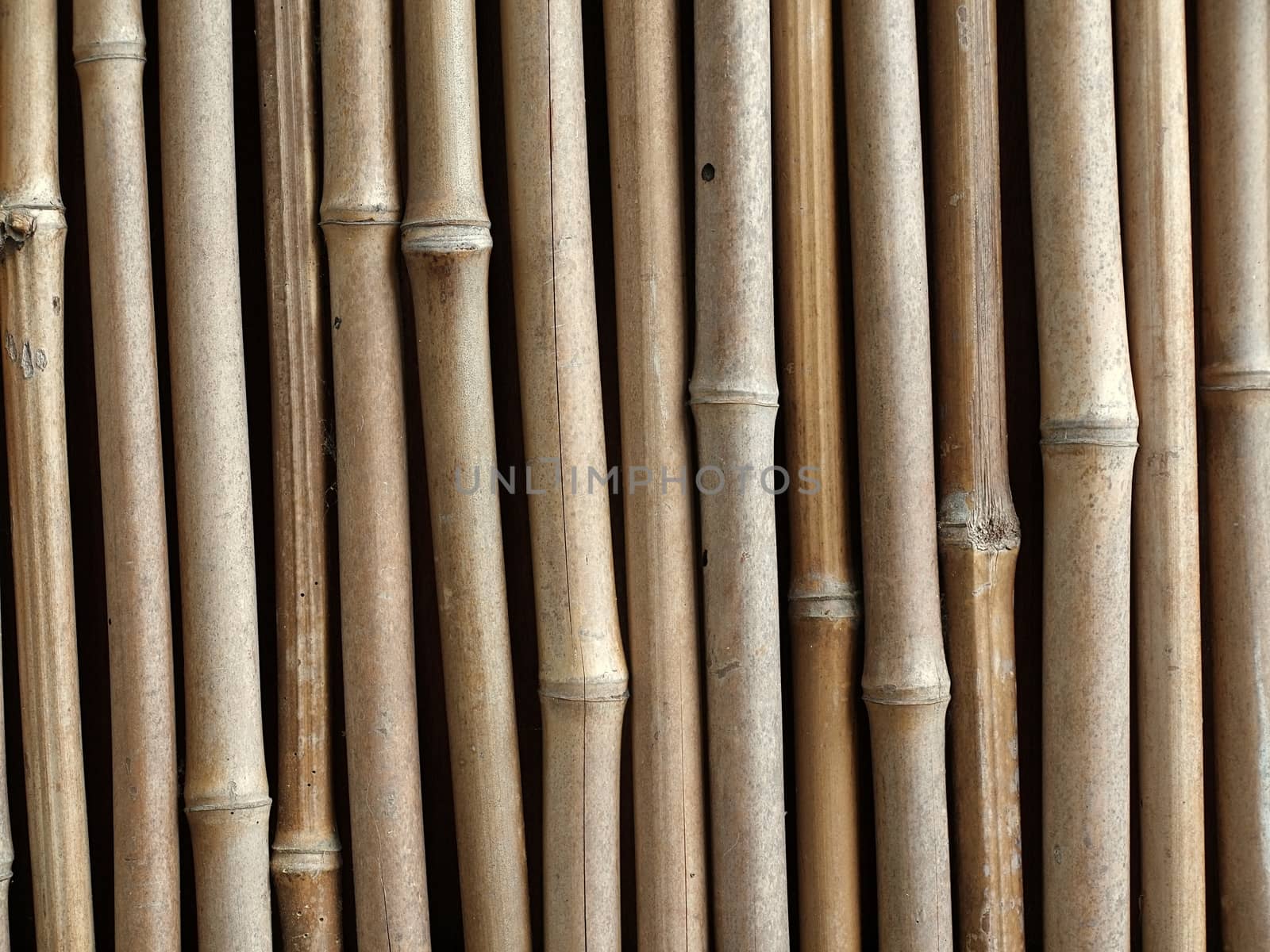 Bamboo Fence by shiyali