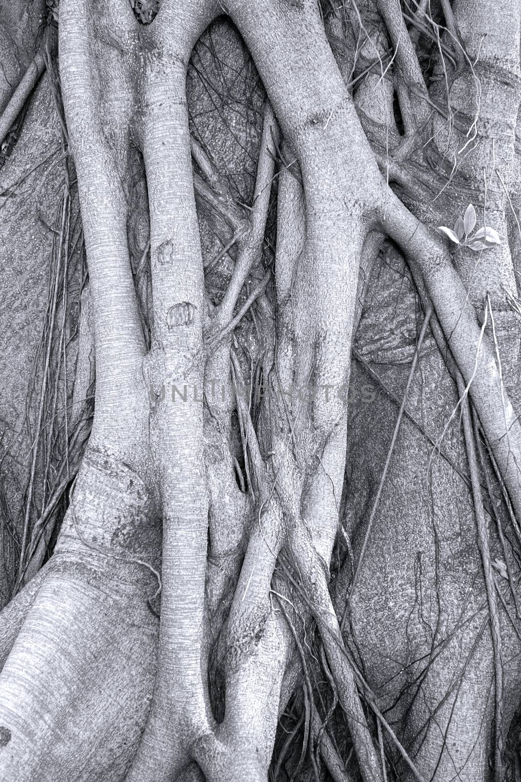 Intricate Root System by shiyali