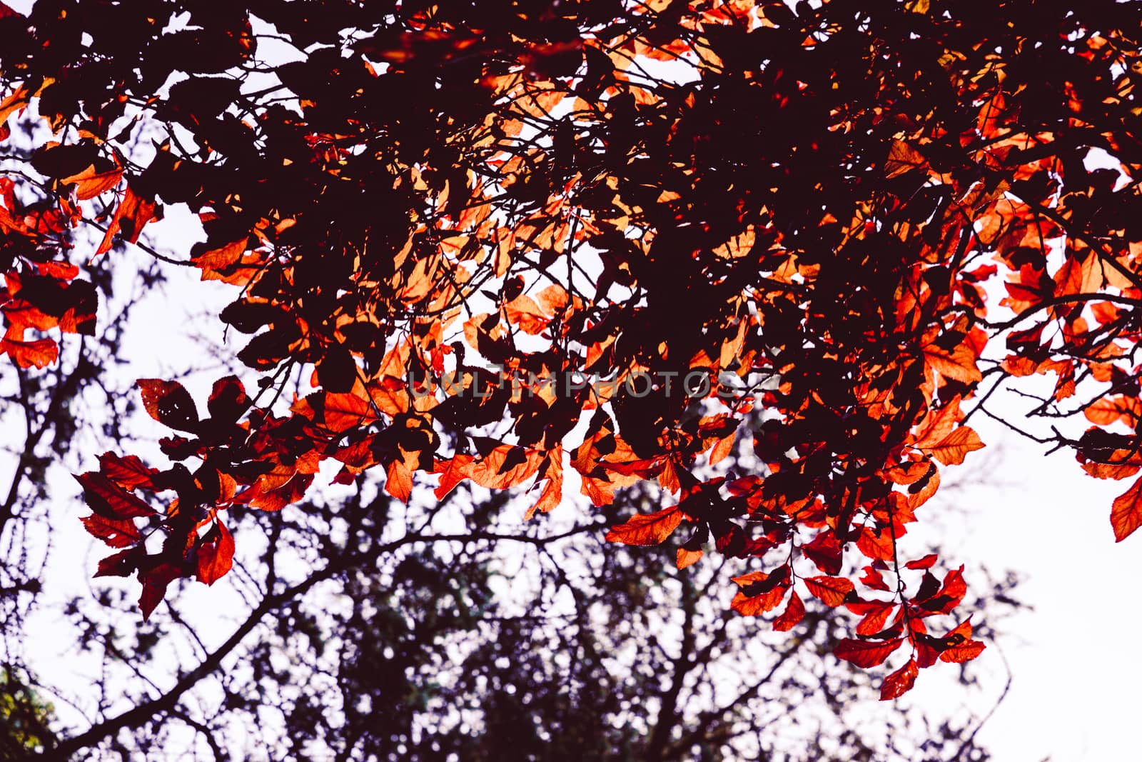 Beech tree with leaves in autumn colors by paddythegolfer