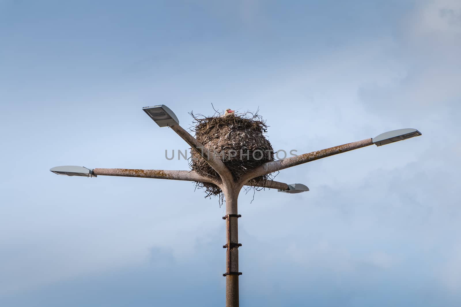 stork nest on a public lamp post by AtlanticEUROSTOXX