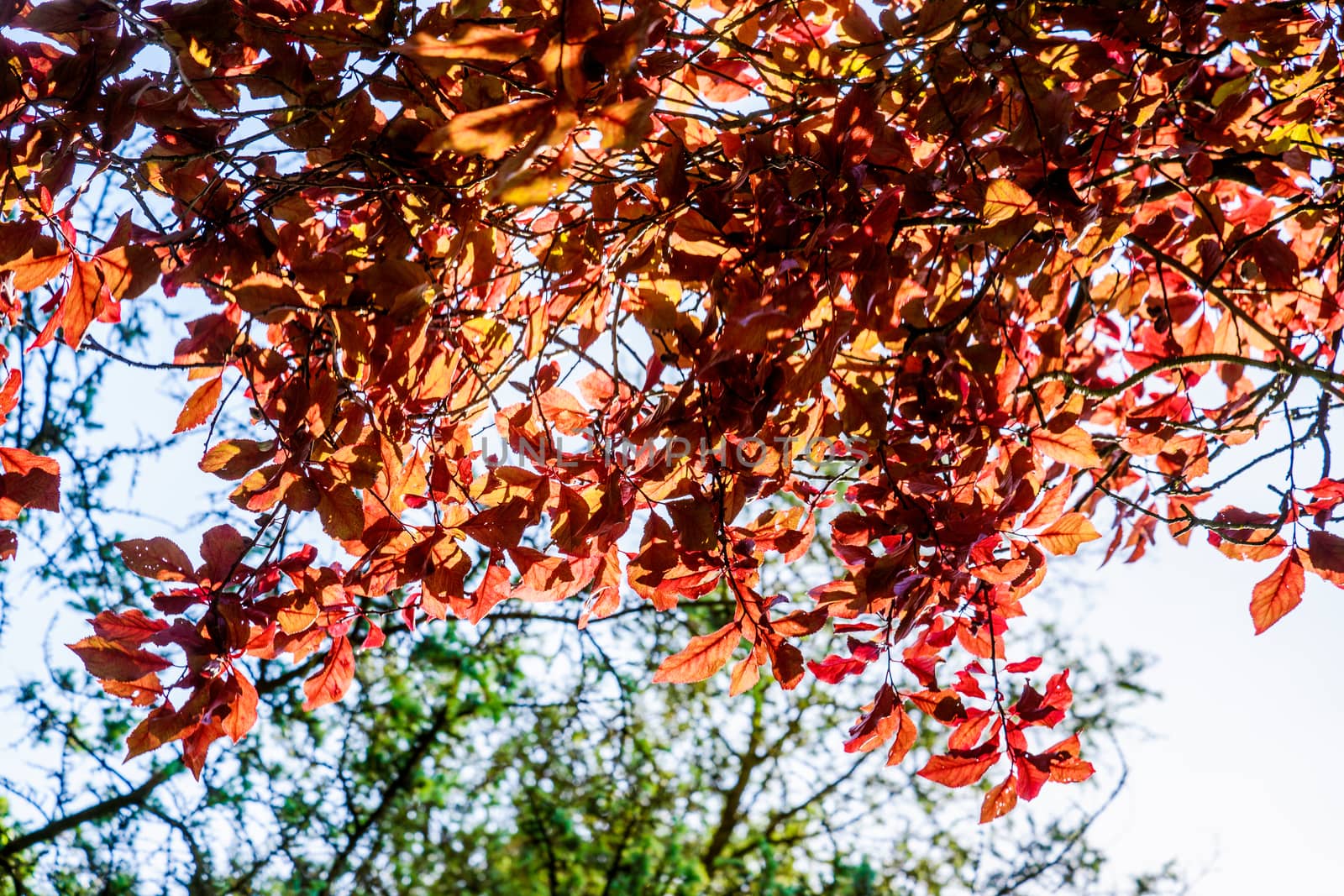 Beech tree with leaves in autumn colors UK