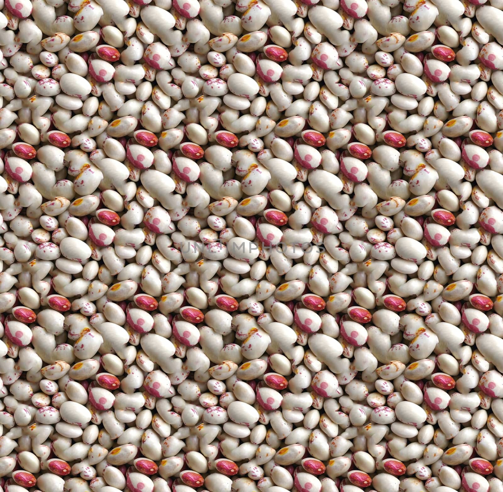 White and red Borlotti beans, a popular legume