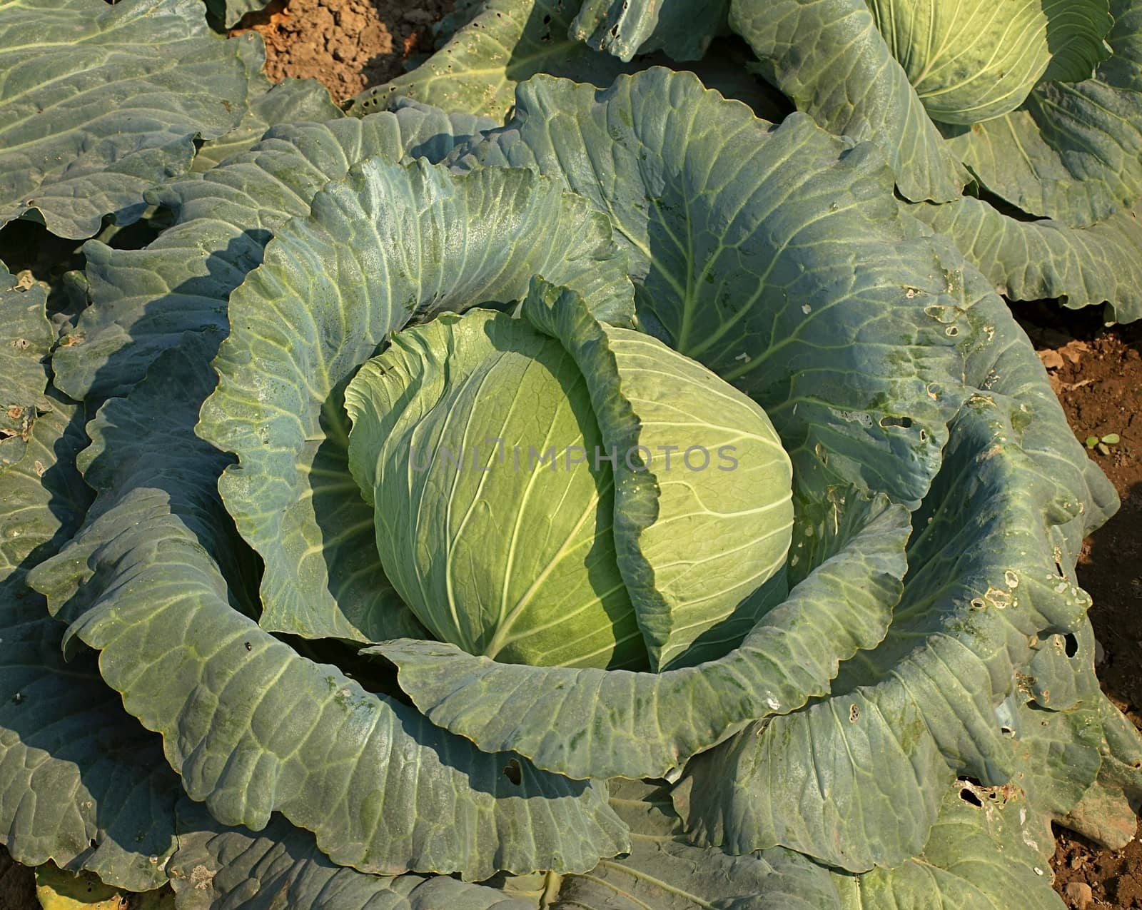 Large Cabbage Head in a Field by shiyali