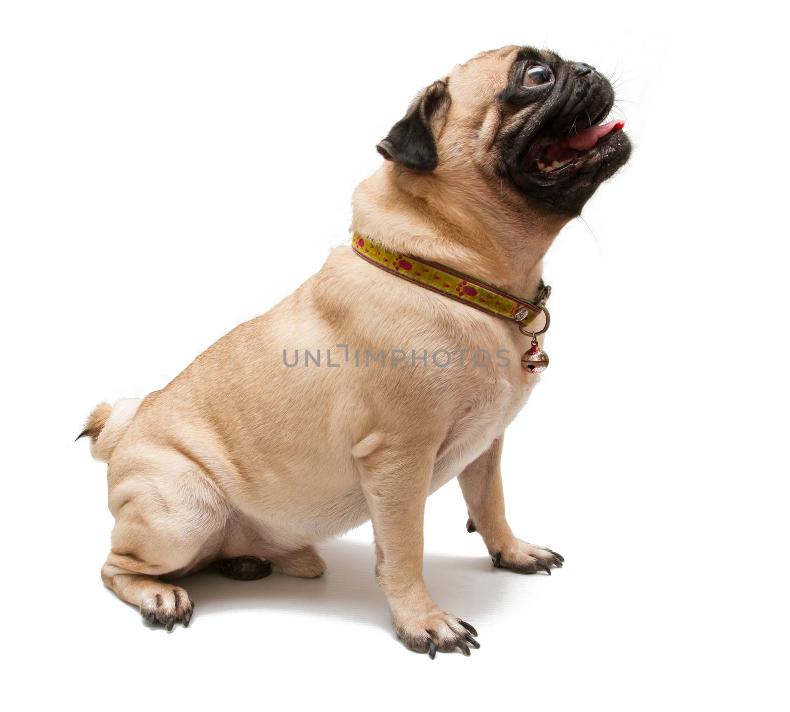 A Pug Dog on white background.