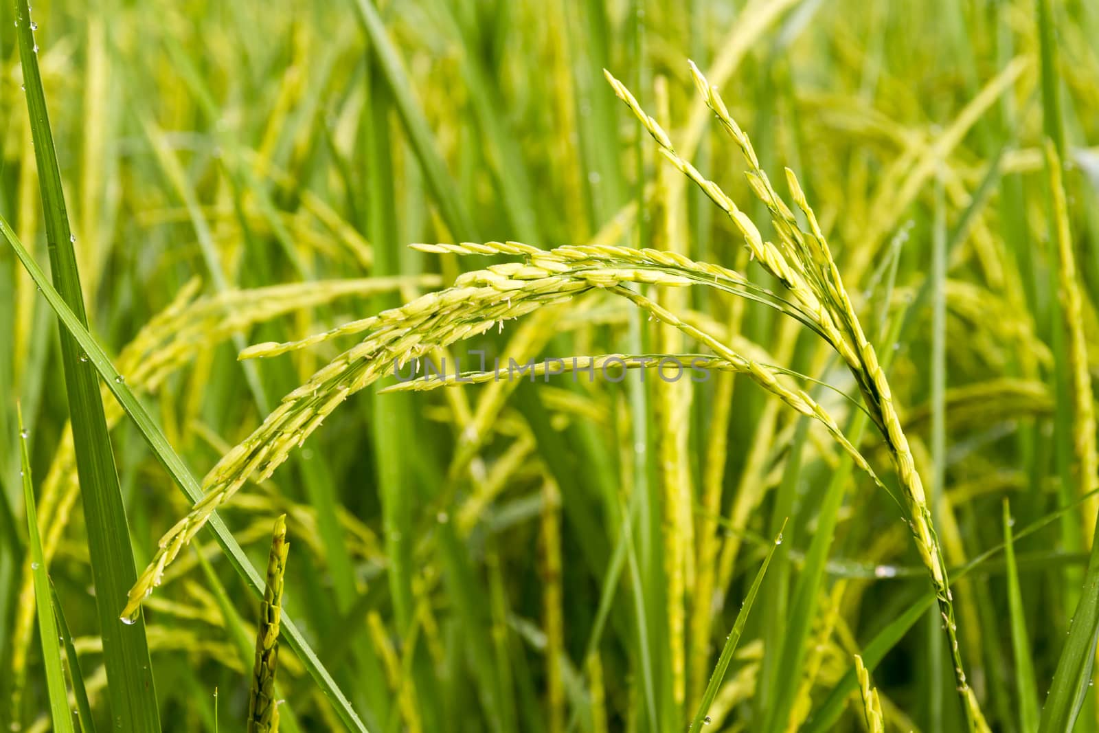close up of rice paddy.