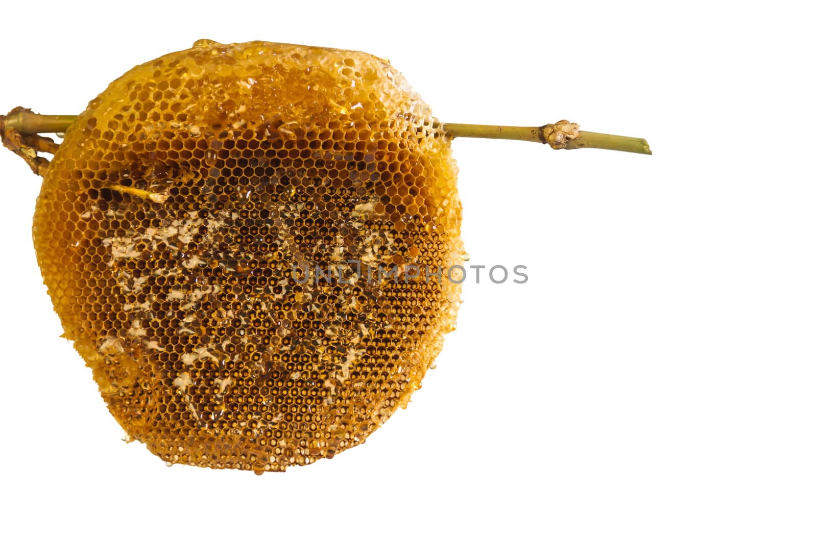 honeycomb with honey. by ronnarong