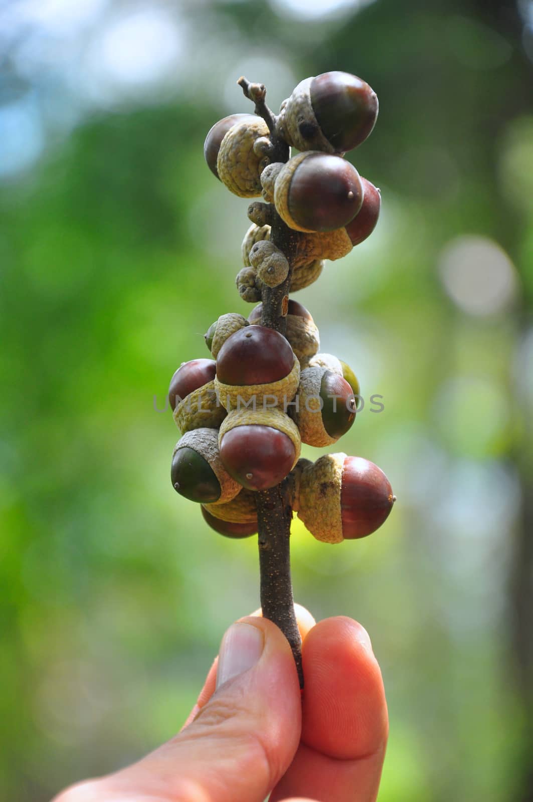 The hand is holding a branch with many acorns On a blurred background.