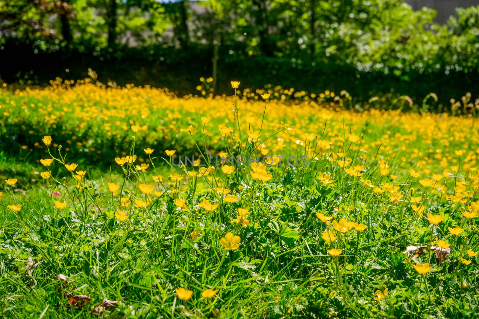 Yellow buttercup flowers. with a blurred green background by paddythegolfer