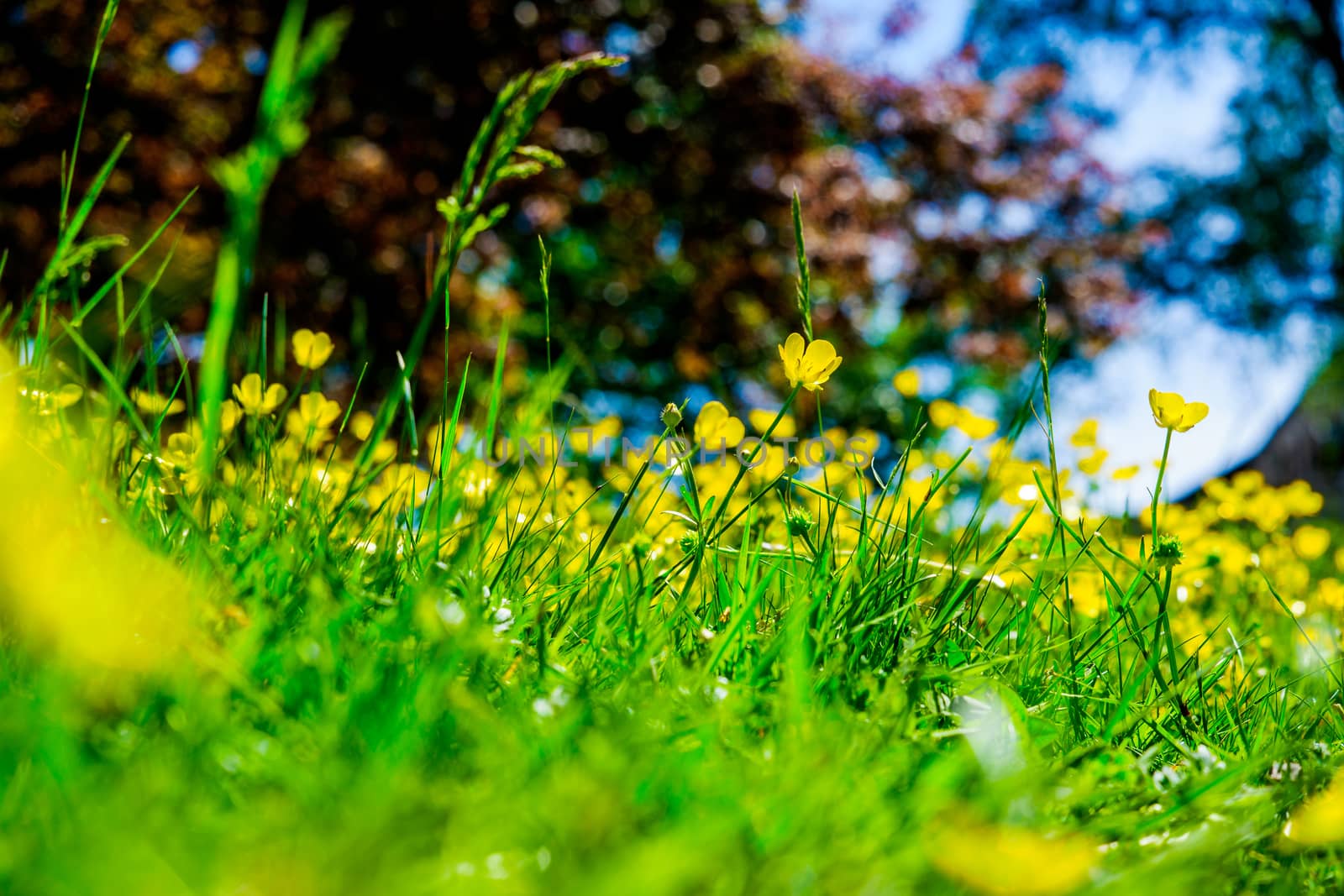 Yellow buttercup flowers. with a blurred green background by paddythegolfer