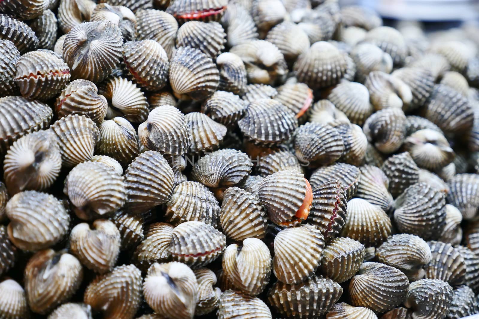 fresh cockles for sale at a market, selective focus.