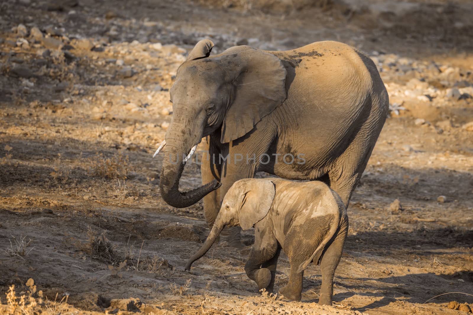 African bush elephant mother and calf in Kruger National park, South Africa ; Specie Loxodonta africana family of Elephantidae