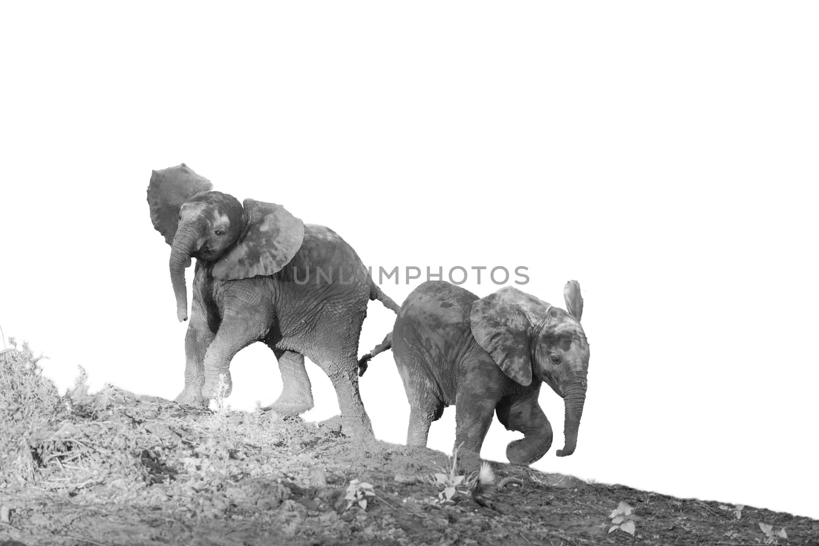 Two cute African bush elephants calf playing in Kruger National park, South Africa ; Specie Loxodonta africana family of Elephantidae