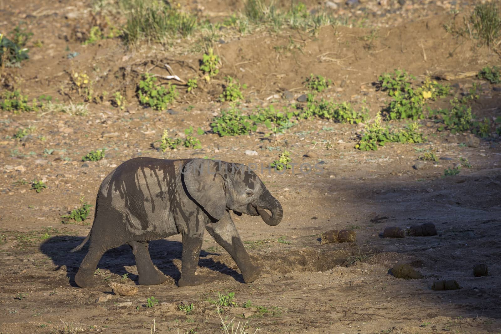 African bush elephant in Kruger National park, South Africa by PACOCOMO