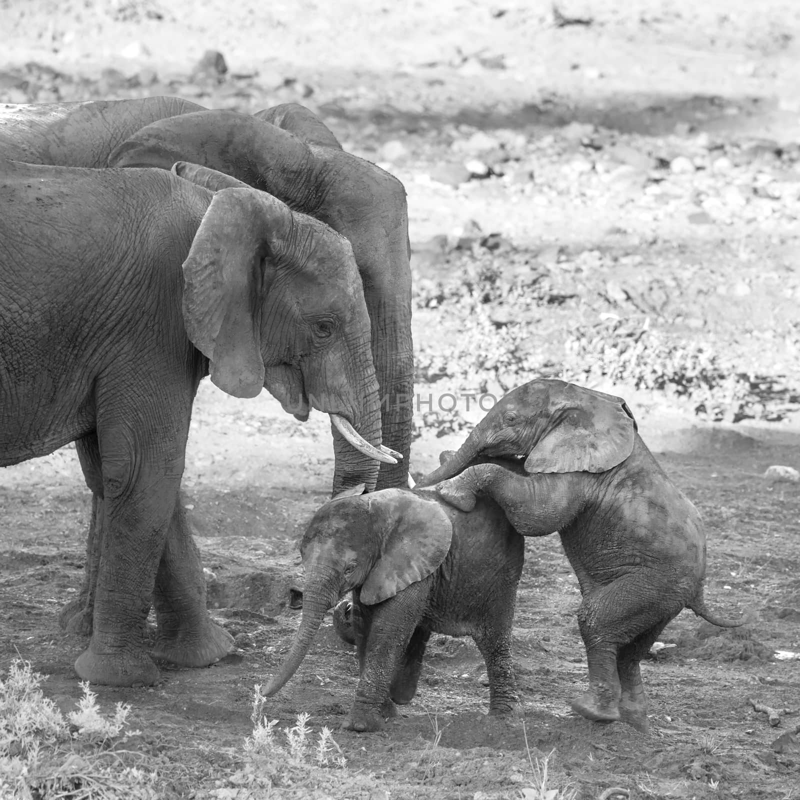 Small group of African bush elephants with calf playing in Kruger National park, South Africa ; Specie Loxodonta africana family of Elephantidae