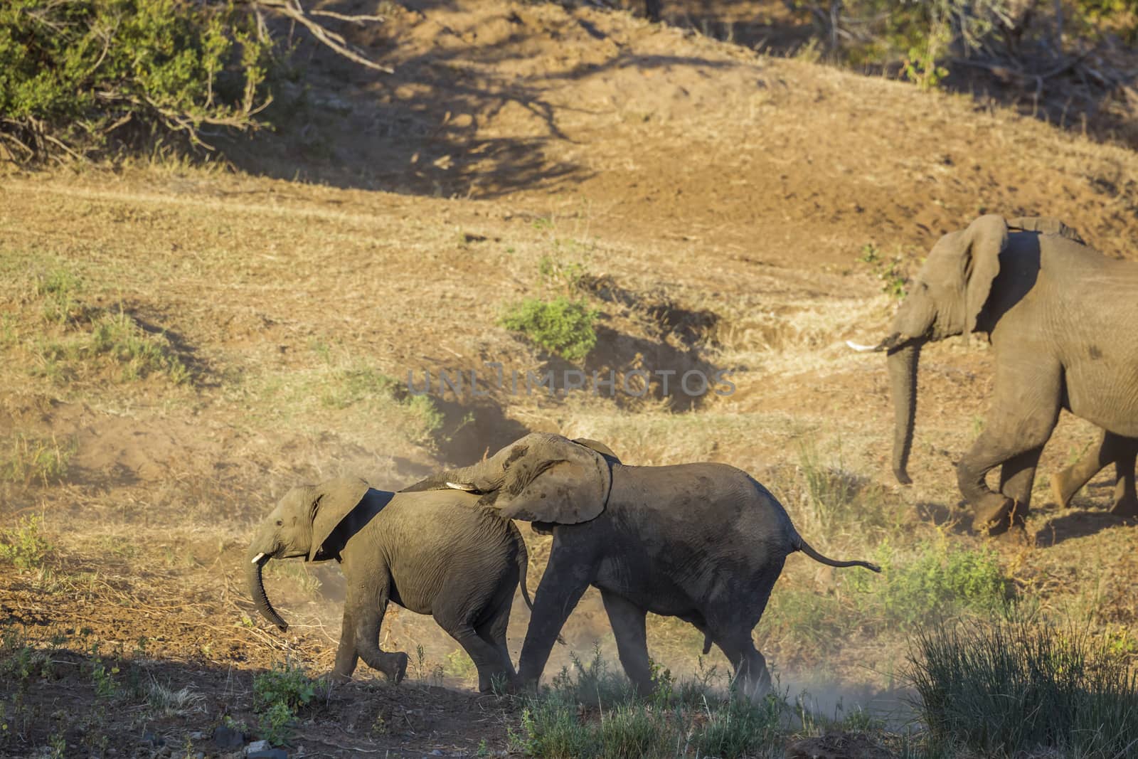 African bush elephant in Kruger National park, South Africa by PACOCOMO