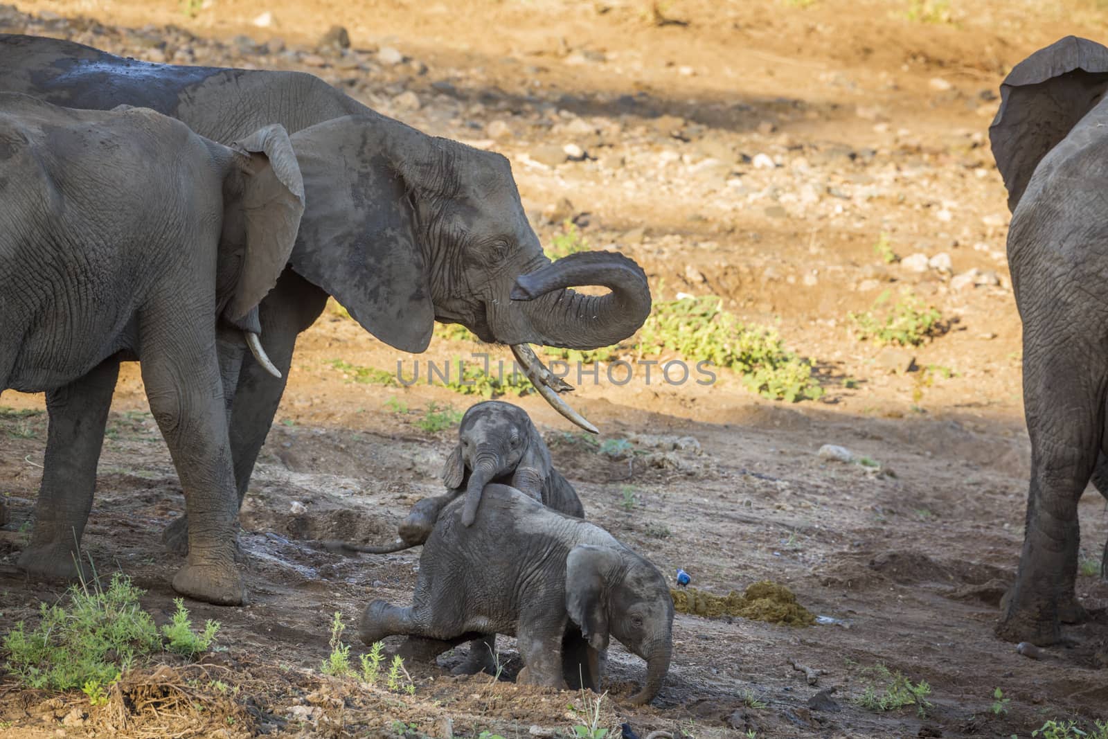 Small group of African bush elephants with calf playing in Kruger National park, South Africa ; Specie Loxodonta africana family of Elephantidae
