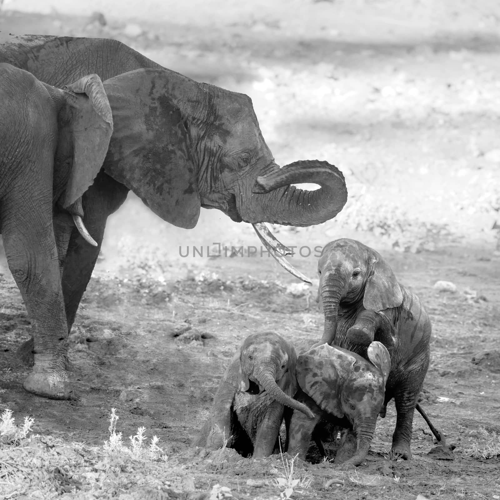 African bush elephant in Kruger National park, South Africa by PACOCOMO