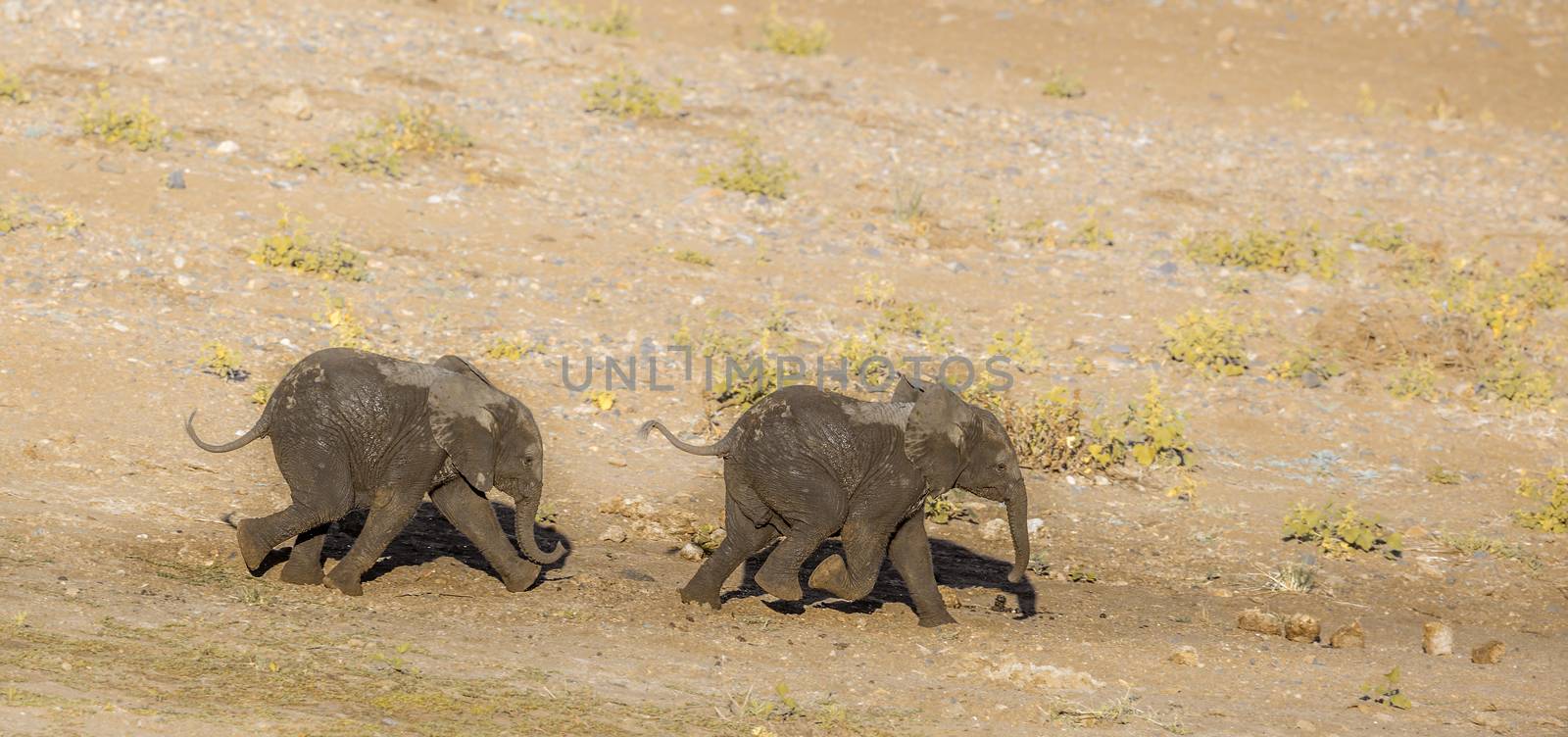 Two African bush elephants calf running in sand in Kruger National park, South Africa ; Specie Loxodonta africana family of Elephantidae