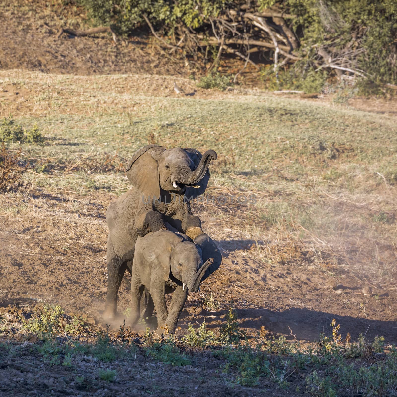 Two young African bush elephants playing mating in Kruger National park, South Africa ; Specie Loxodonta africana family of Elephantidae