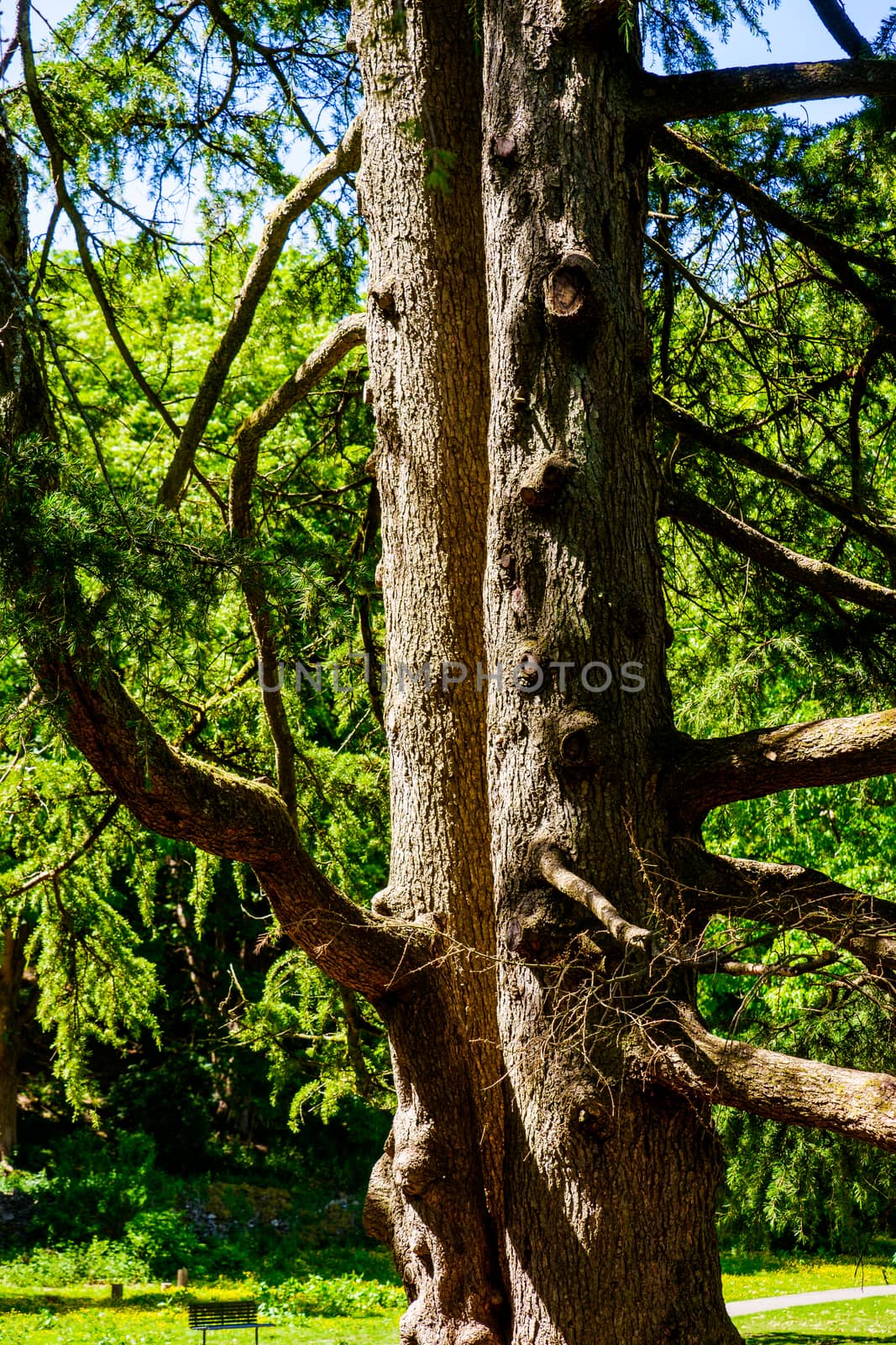Bark and trunk of old Pine Tree in a park