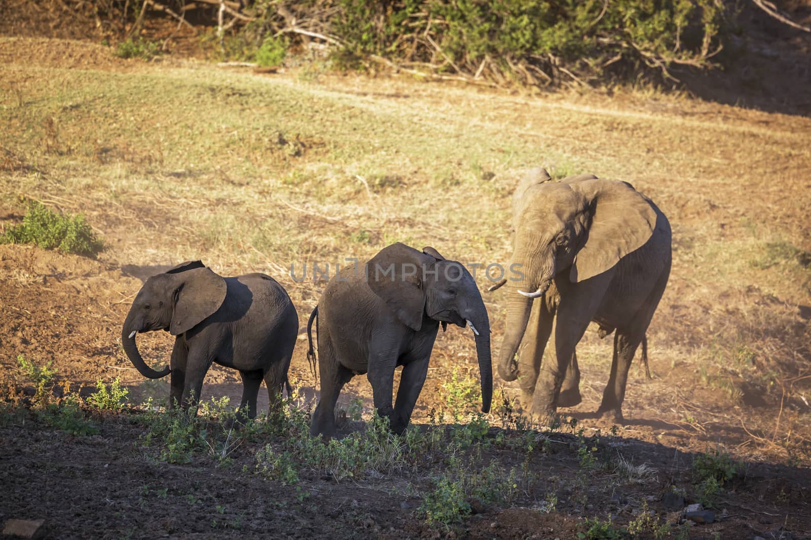 Family of three African bush elephants in Kruger National park, South Africa ; Specie Loxodonta africana family of Elephantidae