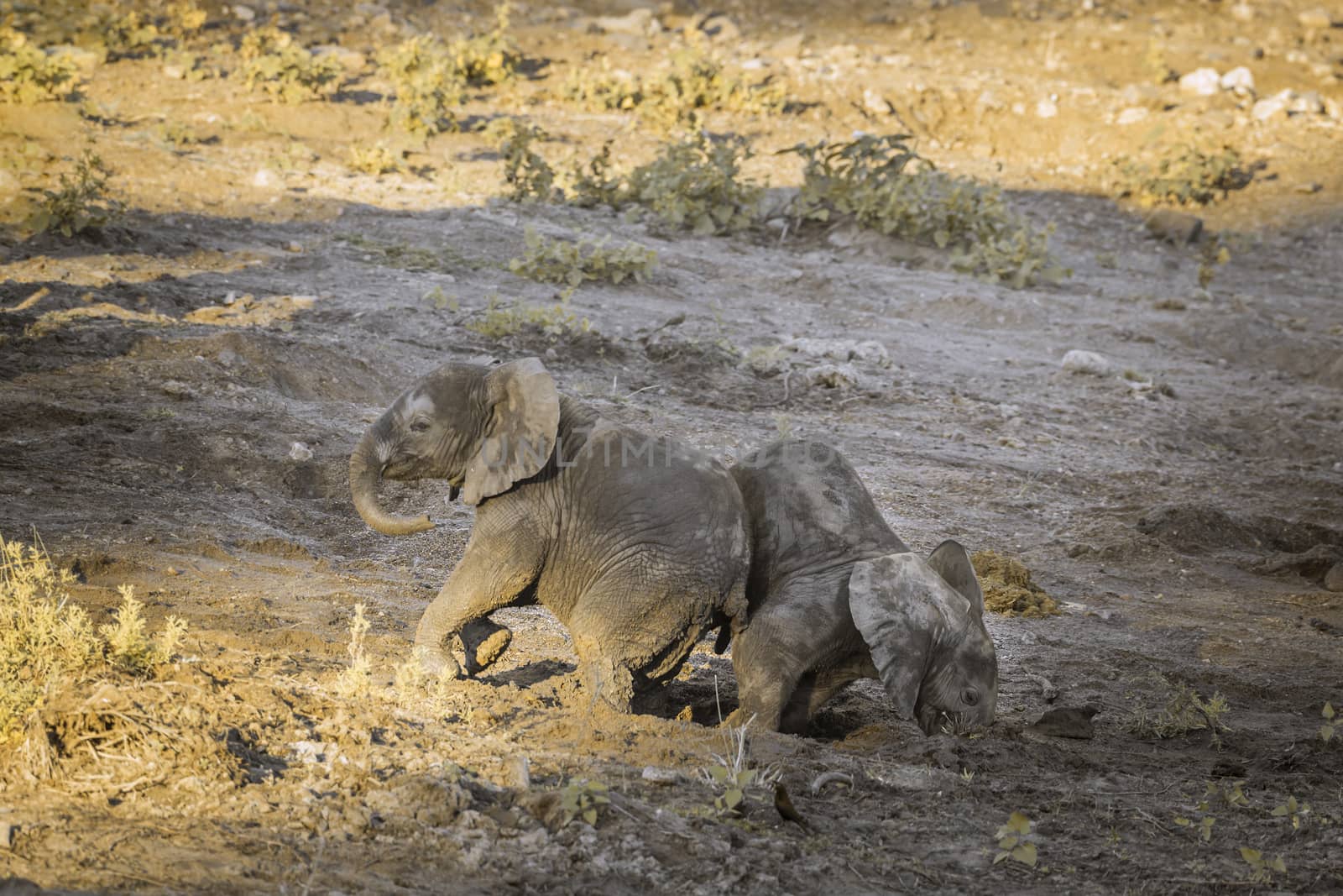 Two cute African bush elephants calf playing in Kruger National park, South Africa ; Specie Loxodonta africana family of Elephantidae