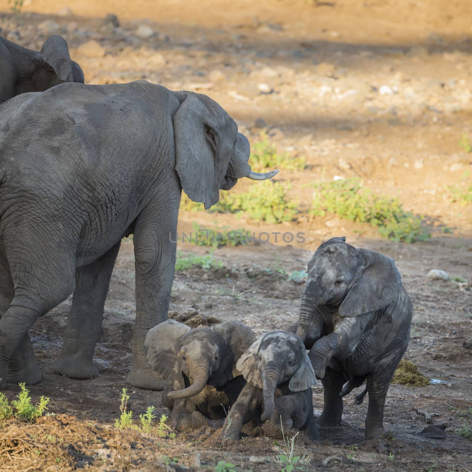 African bush elephant in Kruger National park, South Africa by PACOCOMO