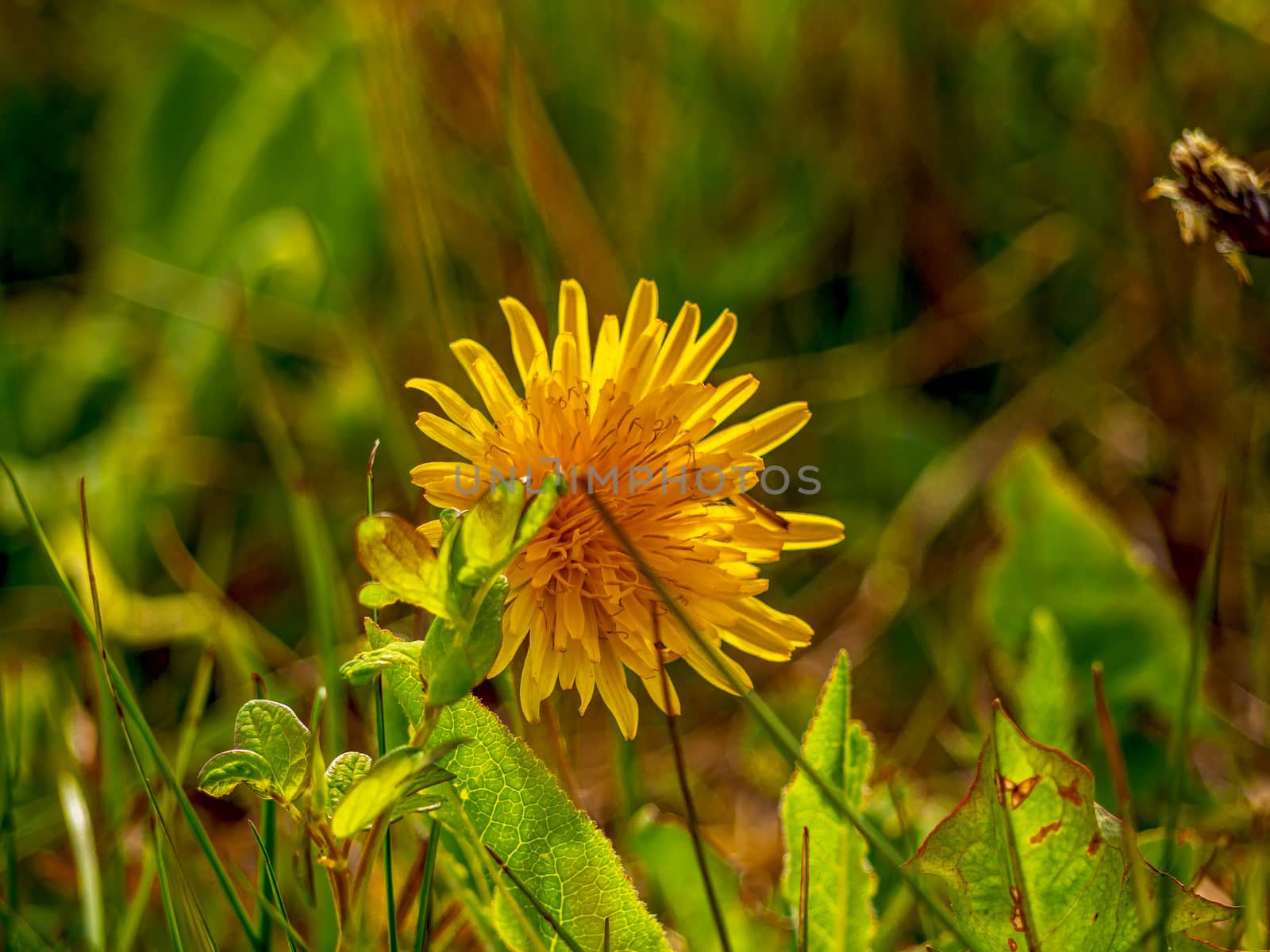 sunny flower field of dandelions, spring blossom. Spring flowers. copy space. Summer time concept