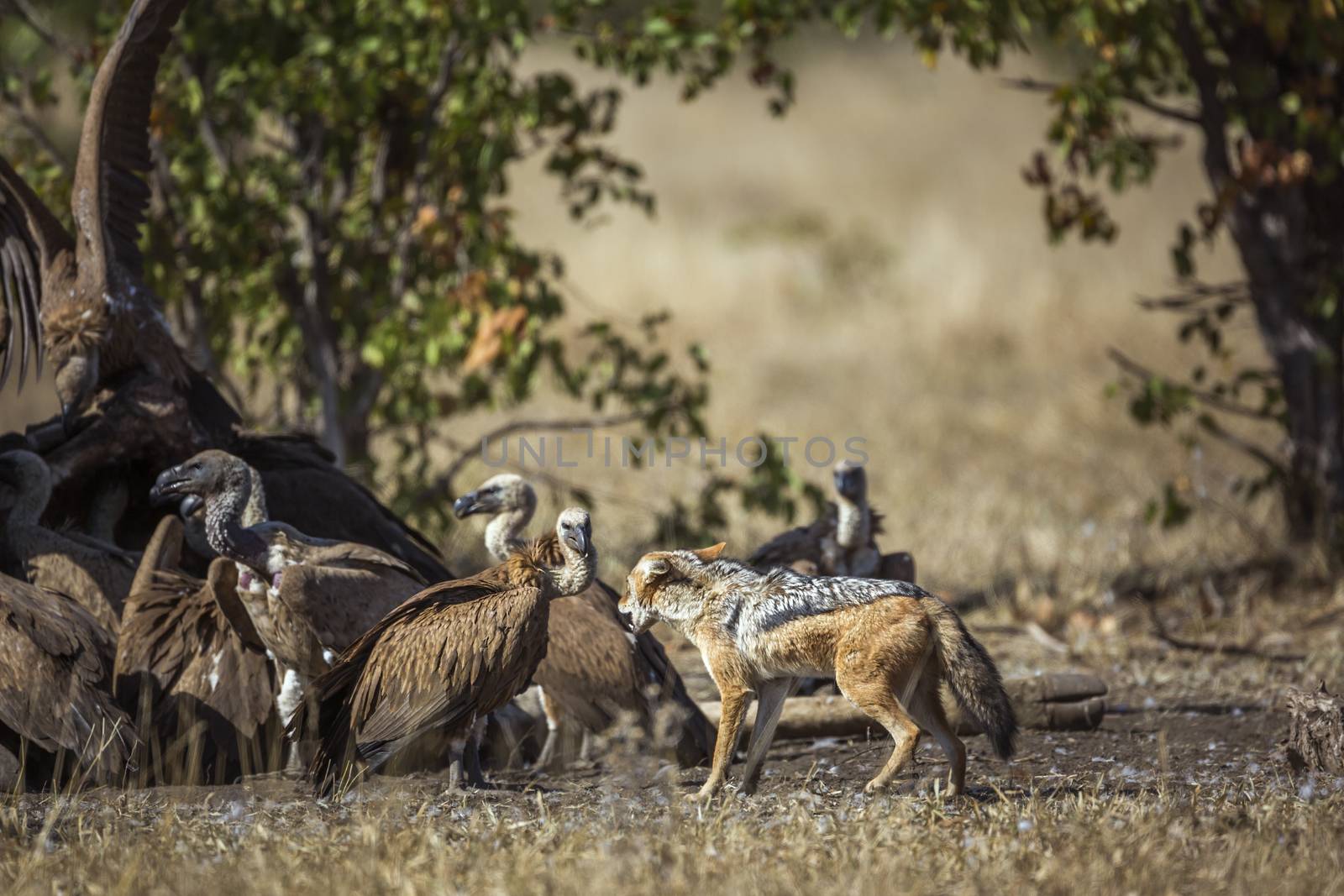 Black-backed jackal and White backed Vulture in Kruger National park, South Africa by PACOCOMO