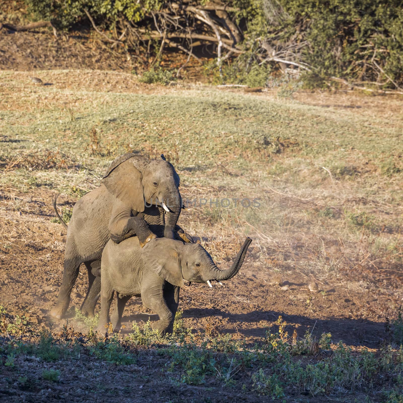 African bush elephant in Kruger National park, South Africa by PACOCOMO