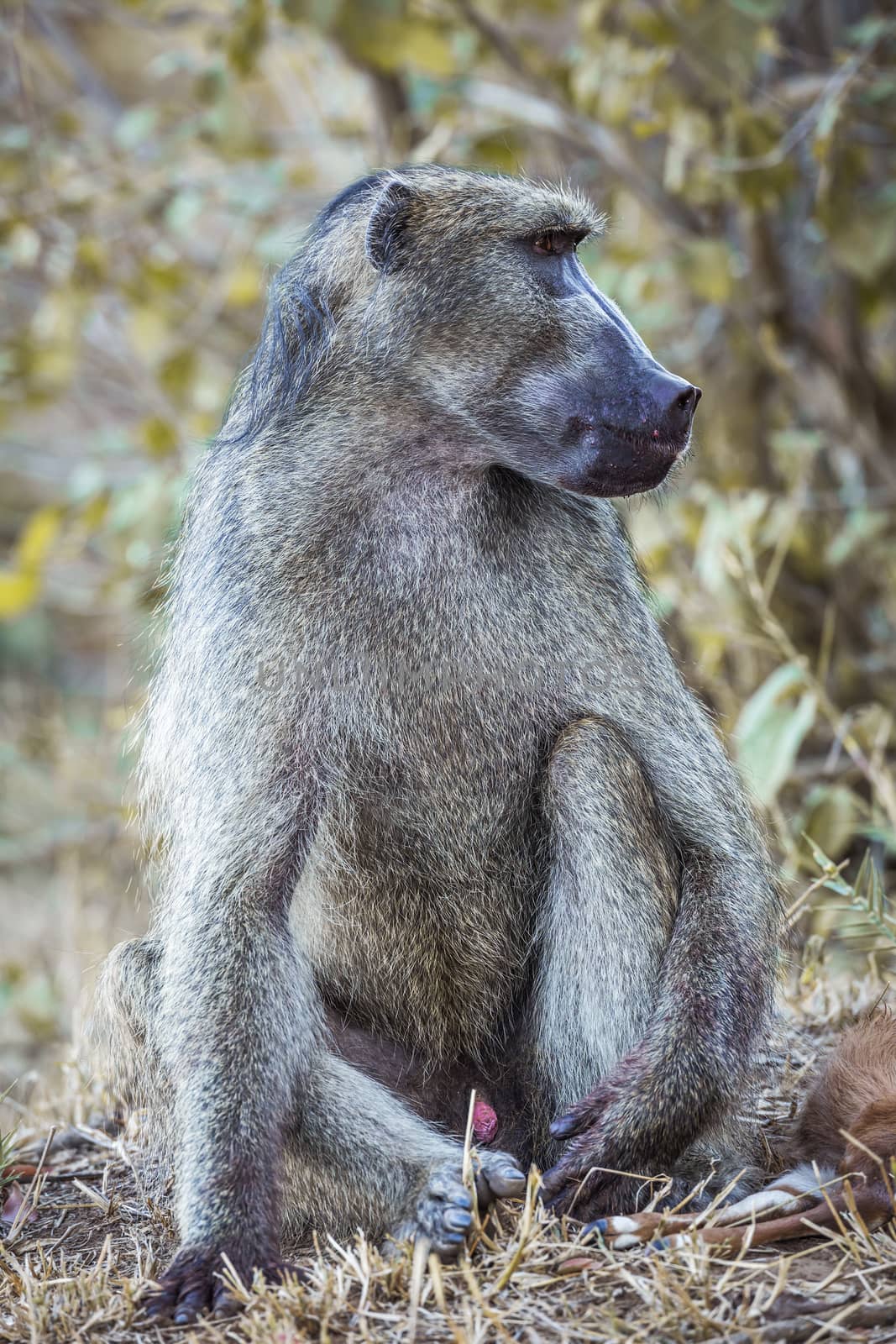 Chacma baboon in Kruger National park, South Africa by PACOCOMO