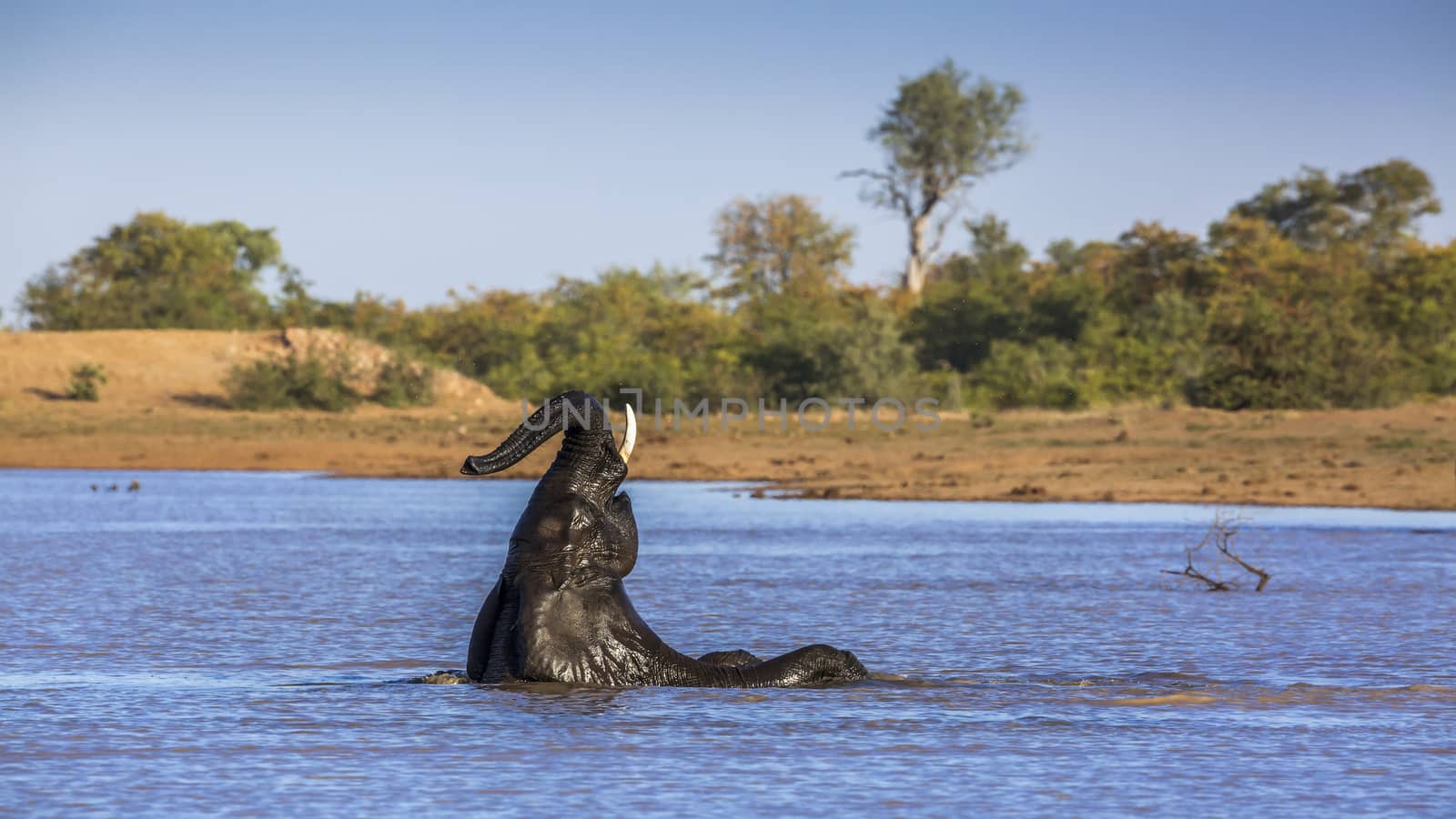 African bush elephant in Kruger National park, South Africa by PACOCOMO