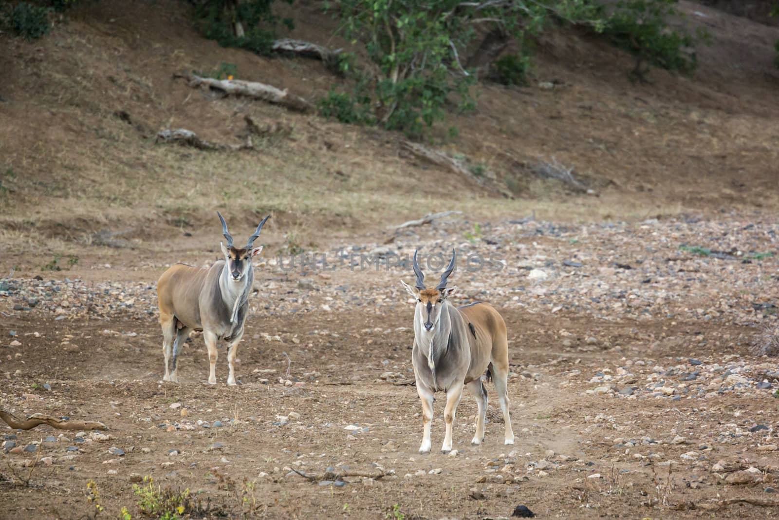 Common eland in Kruger National park, South Africa by PACOCOMO