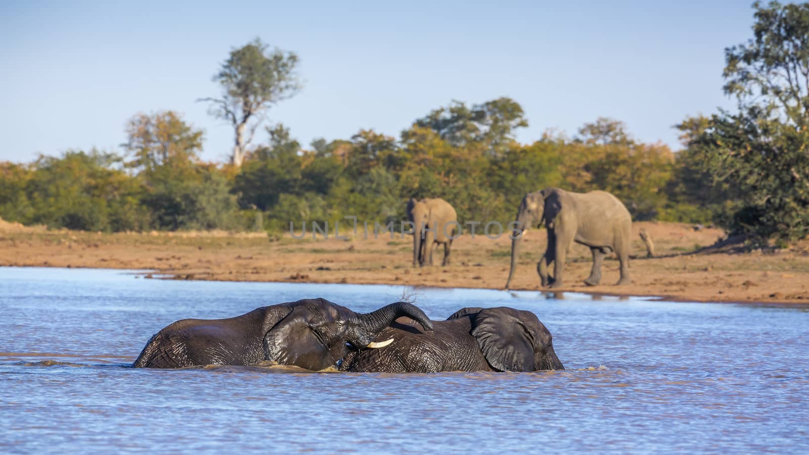 Two African bush elephants bathing and playing in lake in Kruger National park, South Africa ; Specie Loxodonta africana family of Elephantidae