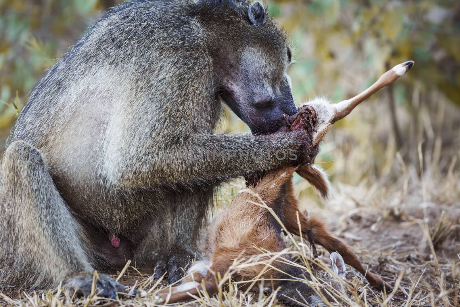 Chacma baboon male scavenging a baby antelope in Kruger National park, South Africa ; Specie Papio ursinus family of Cercopithecidae