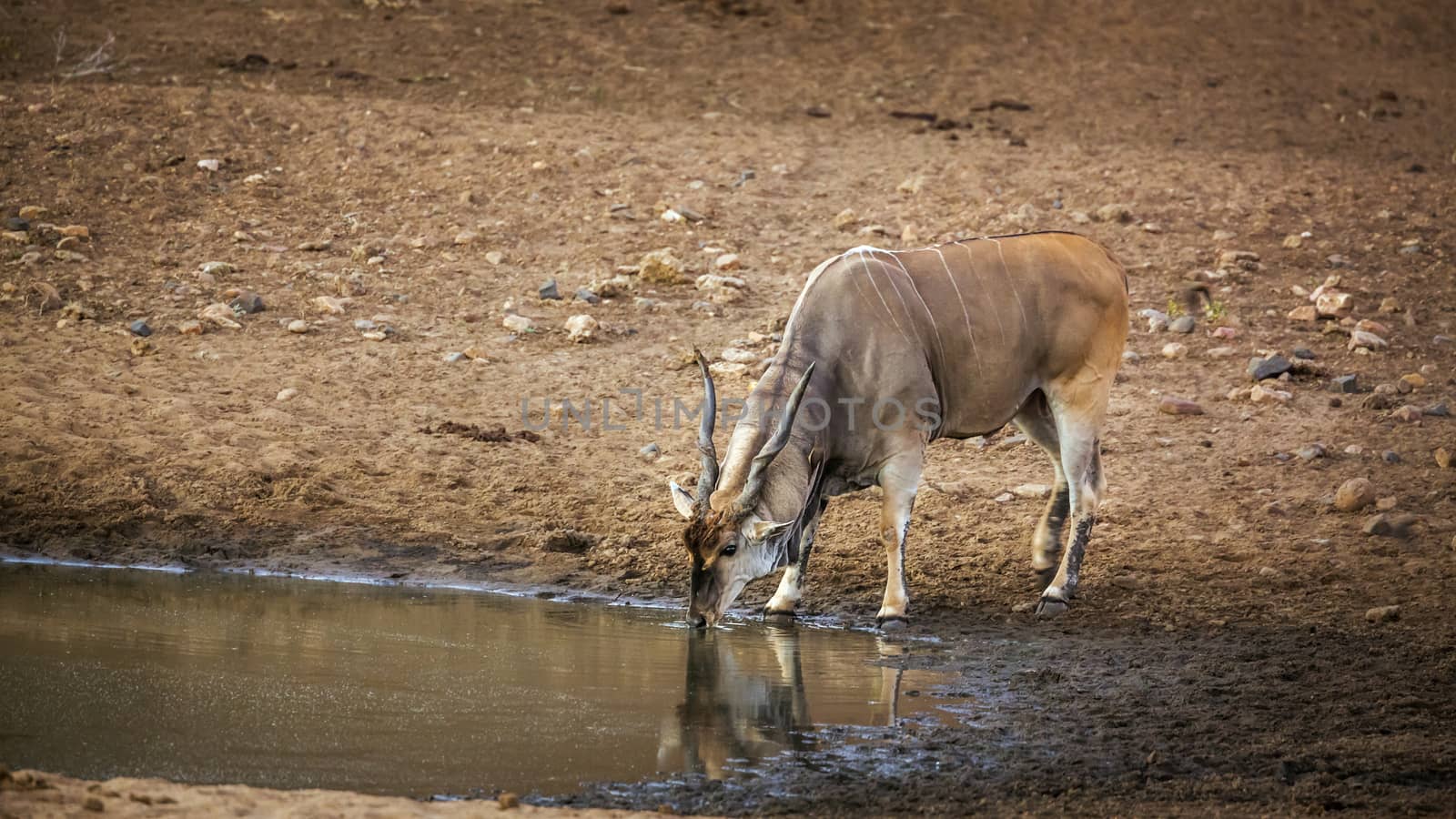 Common eland in Kruger National park, South Africa by PACOCOMO