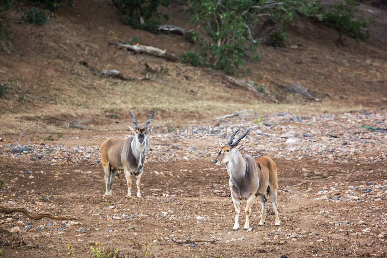 Two Common elands male walking on riverbank in Kruger National park, South Africa ; Specie Taurotragus oryx family of Bovidae